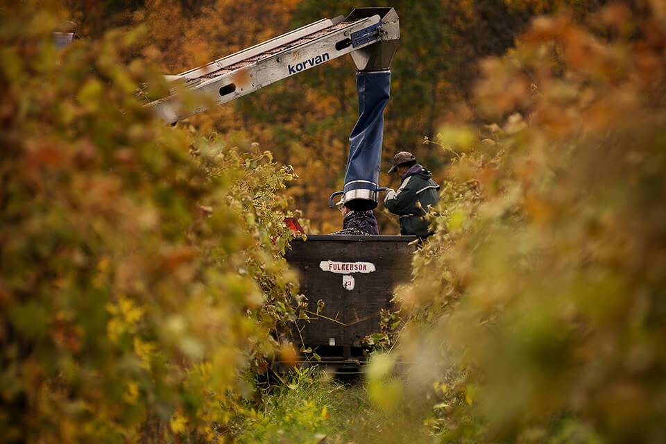 Why The Finger Lakes Is America’s Premier Cool-Climate Wine Region